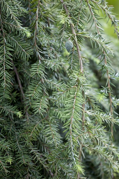 Tsuga canadensis 'Pendula', Kanadische Hemlocktanne, 60–80 cm