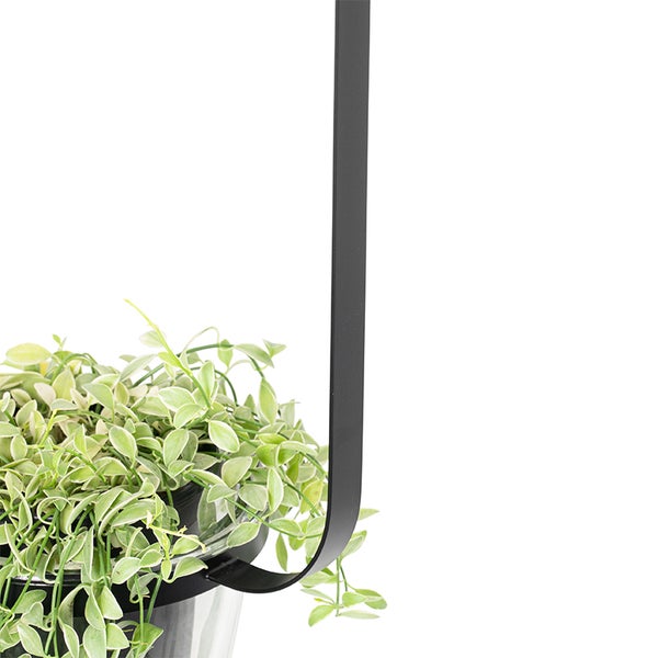 Hängeampel mit grüner Pflanze in einem durchsichtigen Topf