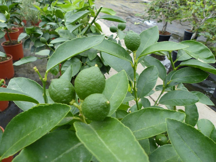 Limettenbaum mit grünen Blättern und kleinen unreifen grünen Früchten in einer Gärtnerei.
