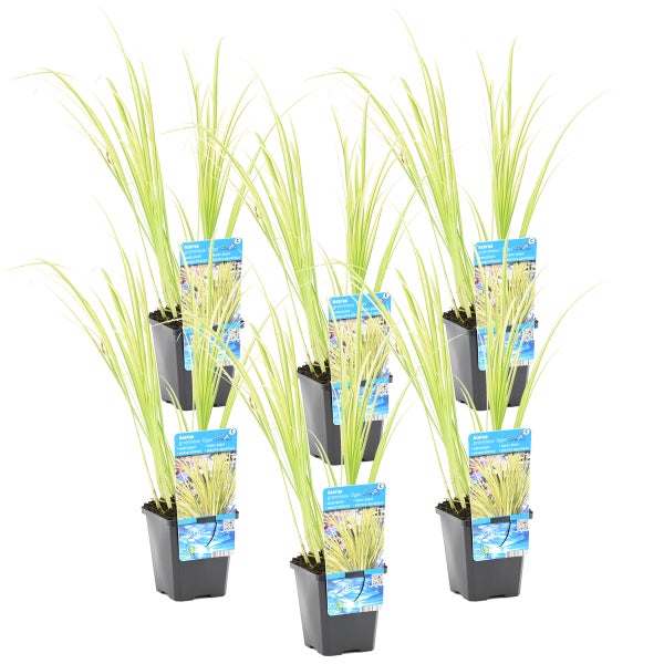 6x Acorus 'Ogon' - Zwergkalmus - Teichpflanze - Immergrün - ⌀9 cm - ↕10-20 cm