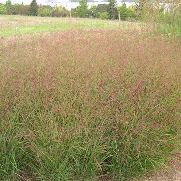 Feld mit Ziergras