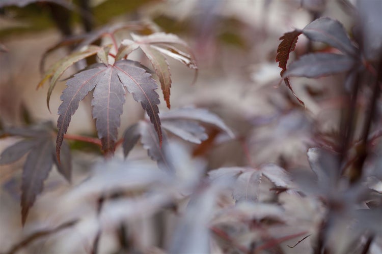Acer palmatum 'Skeeters Broom', Japanischer Ahorn, 40–60 cm