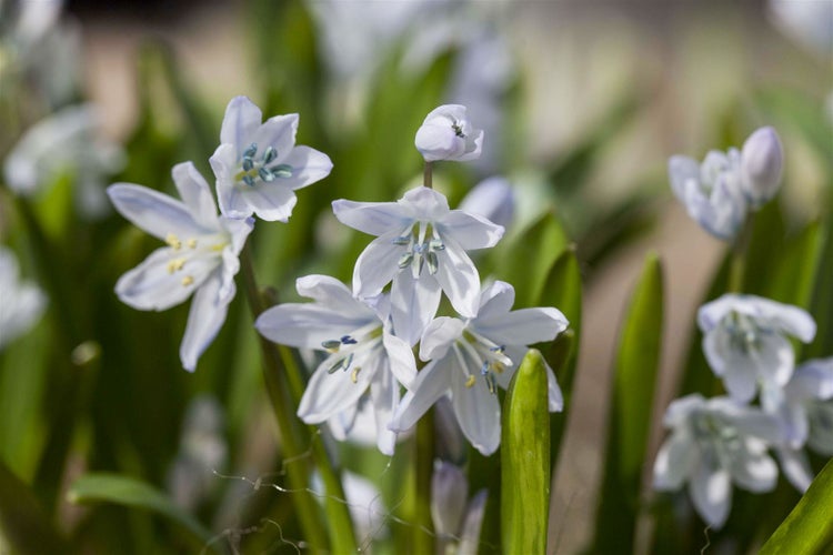 Nahaufnahme von Scilla-Blüten im Garten.