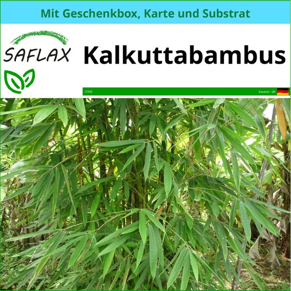 SAFLAX Geschenk Set - Kalkuttabambus - Dendrocalamus strictus - 50 Samen - Mit Geschenkbox, Versandaufkleber, Geschenkkarte und Anzuchtsubstrat