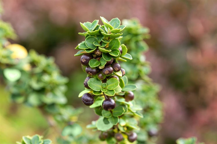 Ilex crenata 'Mariesii', Japanische Stechpalme, immergrün, 40–50 cm