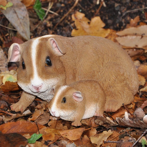 Meerschweinchen Mutter und Kind