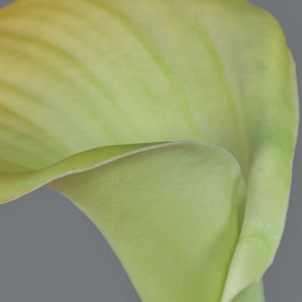 Nahaufnahme einer Calla-Lilie Zantedeschia mit Blüte und grünem Stiel.