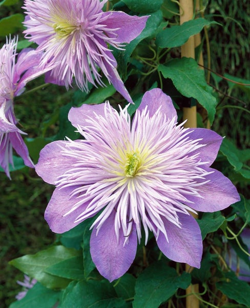 Clematis Hybride 'Crystal Fountain', Klematis, blau, 60–100 cm