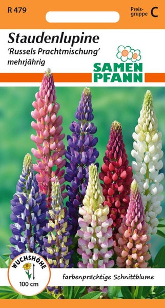 Staudenlupine 'Russels Prachtmischung', mehrjährige farbenprächtige Schnittblume mit einer Wuchshöhe von 100 cm