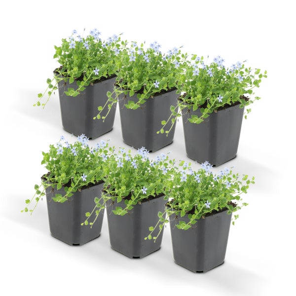Bodendecker - Blauer Bubikopf - Isotoma fluviatilis - 9cm Topf - Set mit 6 Pflanzen