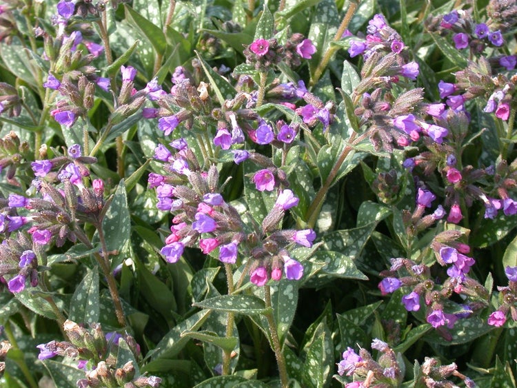 Pulmonaria longifolia, Lungenkraut, silbrig gefleckt, ca. 9x9 cm Topf