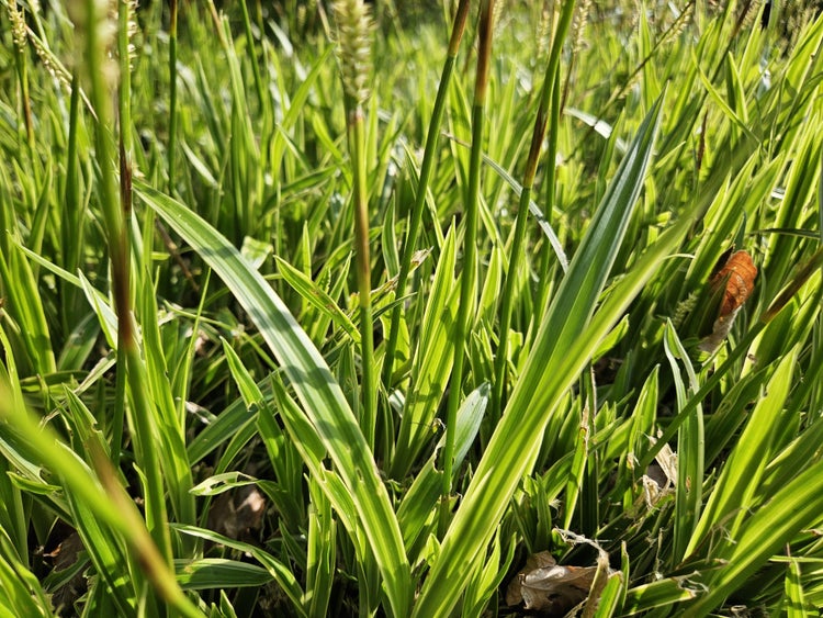 Nahaufnahme einer Segge mit grün-weiß gestreiften Blättern, winterhartes Ziergras für Garten und Balkon.