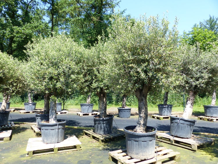 Premium Olivenbaum 220-260 cm buschige Krone, winterharte Olive, Olea europaea