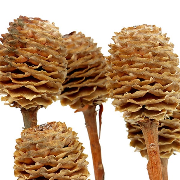 Dekorative Zapfen auf Stielen für Innendekorationen