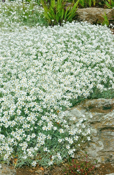 Cerastium tomentosum, Silberteppich, weiß, ca. 9x9 cm Topf