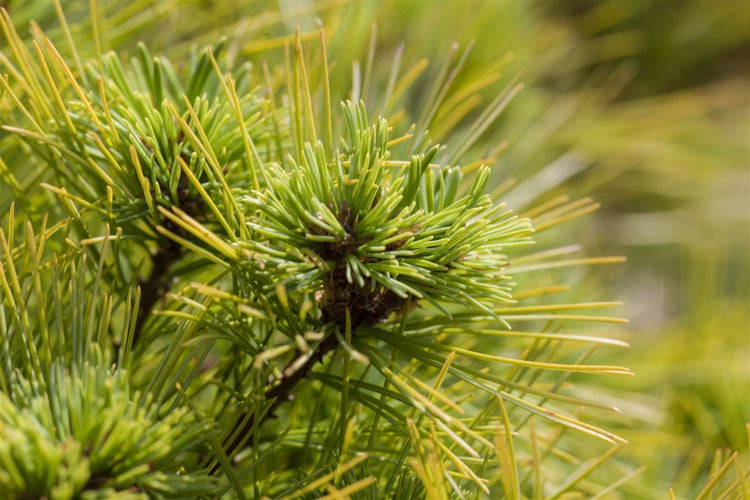 Nahaufnahme von Kiefernzweigen mit Nadeln