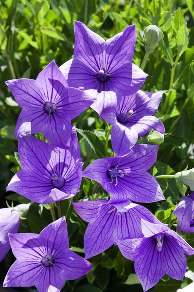 Platycodon grandiflorus 'Fuji Blue', Ballonblume, blau, ca. 9x9 cm Topf