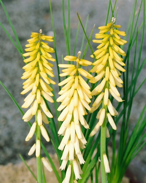 Kniphofia uvaria 'Little Maid', Fackellilie, cremeweiß, ca. 11x11 cm Topf