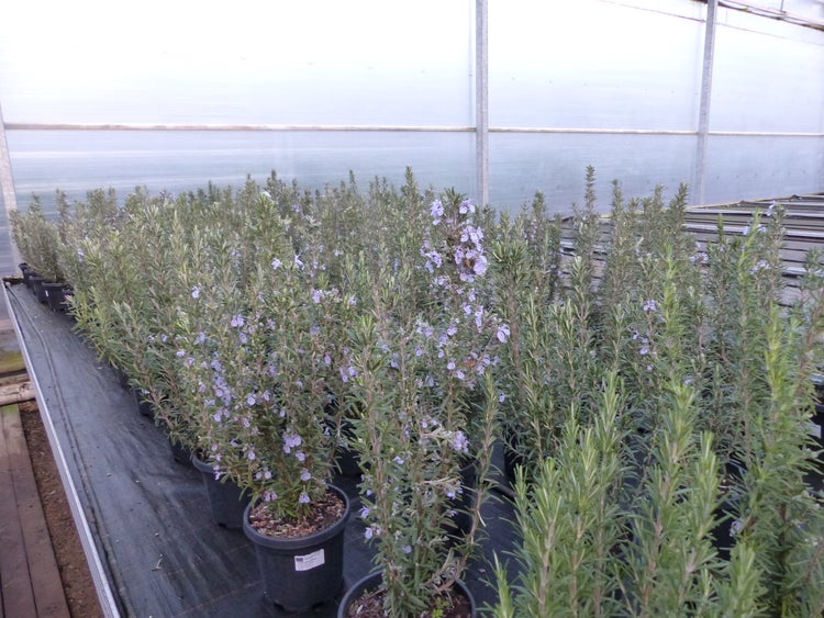 3 Stück echter Rosmarin Officinalis 50-60 cm Höhe, XL Busch Ø 20-30 cm, stehend, winterhart Kräuter
