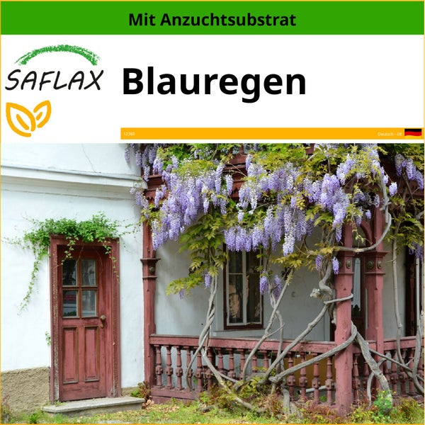 SAFLAX  - Blauregen - Wisteria sinensis - 4 Samen - Mit keimfreiem Anzuchtsubstrat