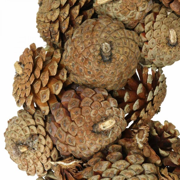 Nahaufnahme von braunen Tannenzapfen