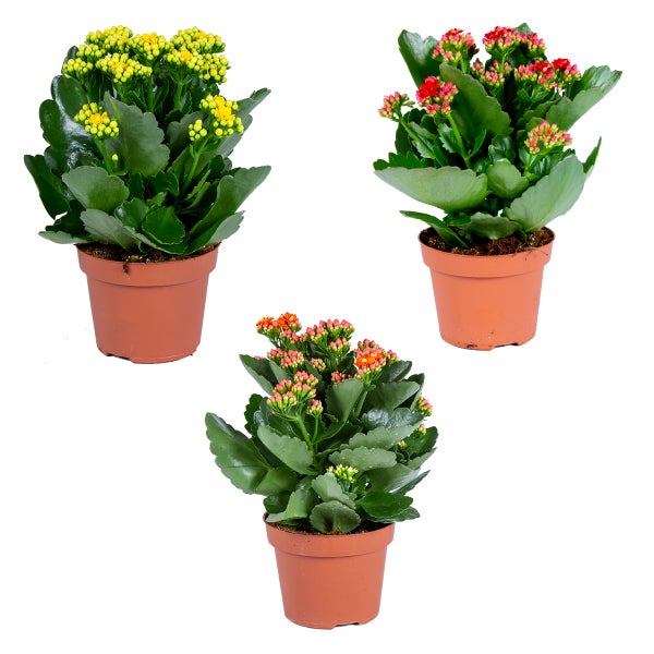 Dekofigur Schneemann mit Sternenmuster