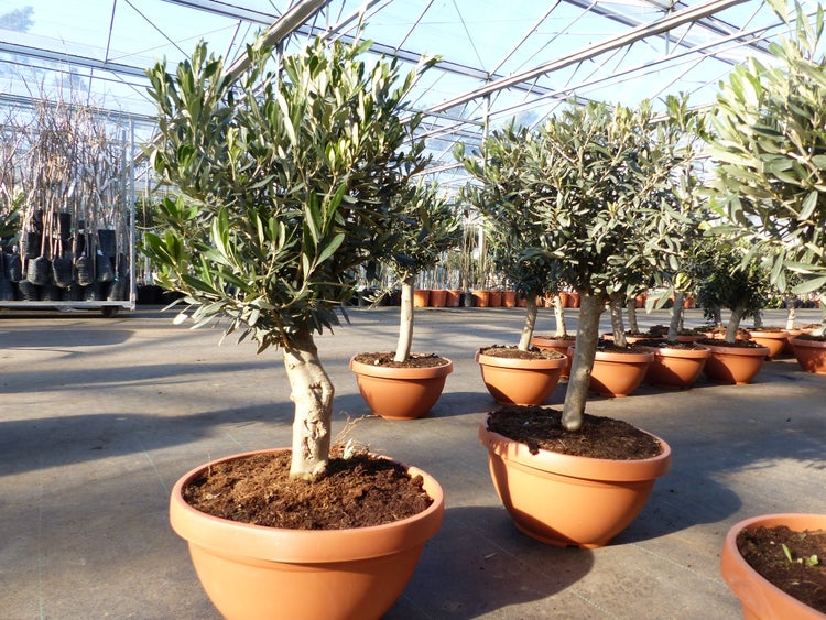 Olivenbaum Bonsai 70 - 90 cm Formgehölz, Olive winterhart, Olea europaea