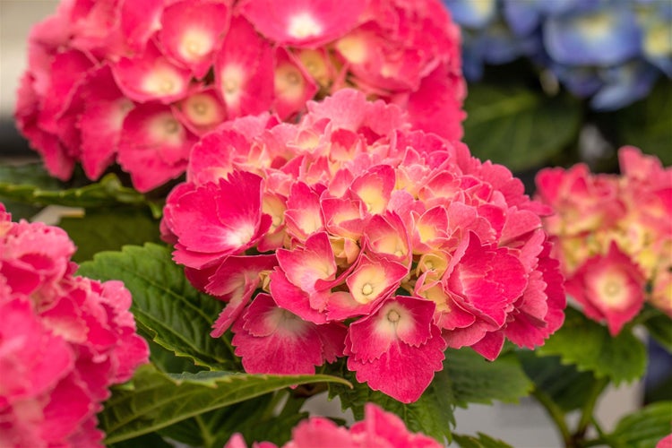 Nahaufnahme von rosa Hortensienblüten mit grünen Blättern