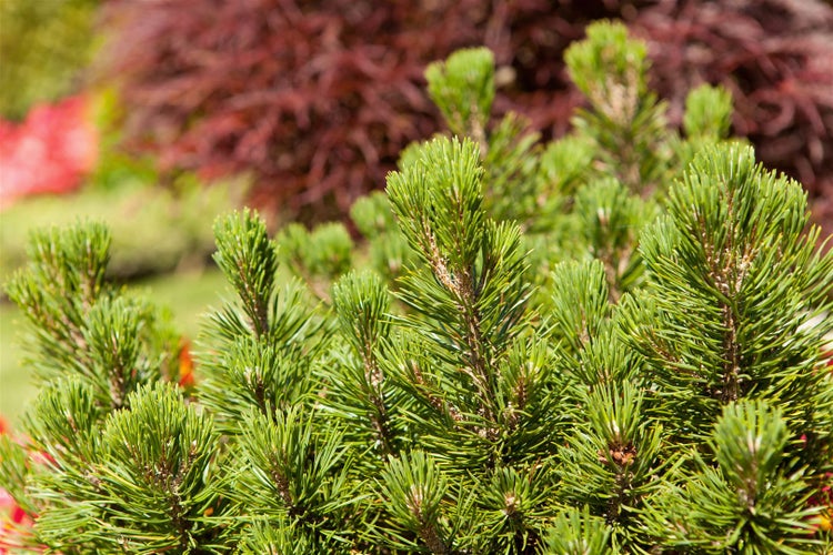 Pinus mugo 'Mops', Bergkiefer, kompakt, 15–20 cm