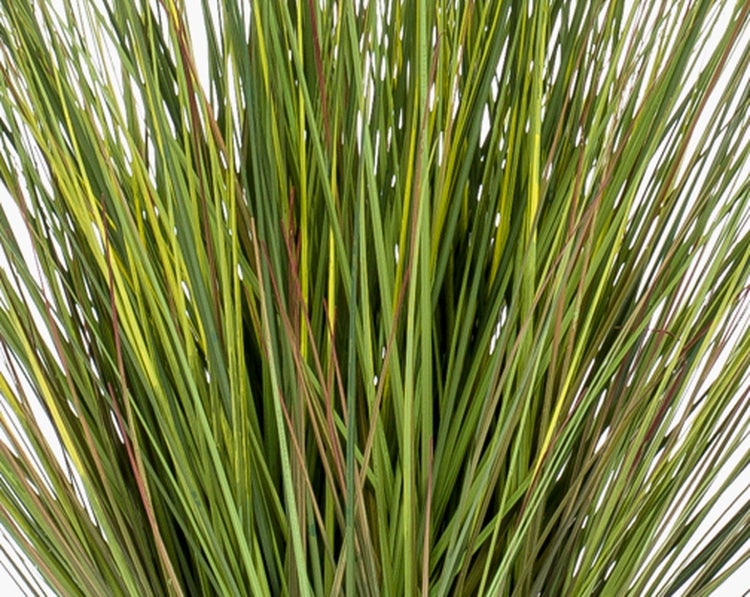 Ziergras mit feinen, grünen Halmen und rötlichen Spitzen in der Detailansicht.