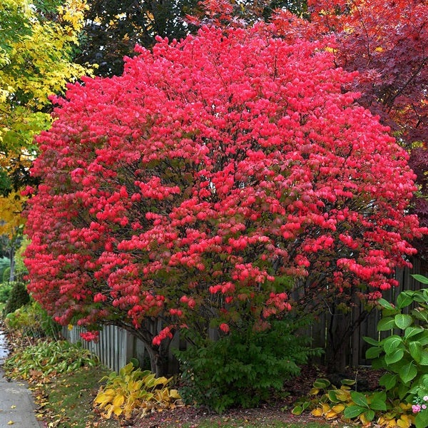 Brennender Busch mit rotem Laub im Garten