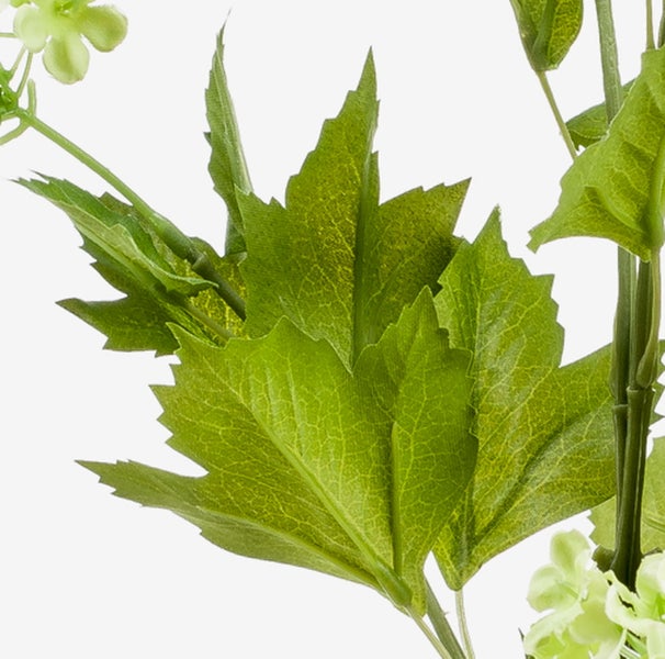 Detailansicht einer Wolfsmilch Euphorbia lactea mit unregelmäßig gewellten Trieben und feinen Dornen.