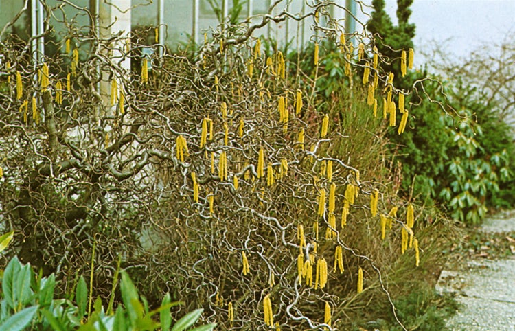 Corylus avellana, Haselnuss, 60–100 cm