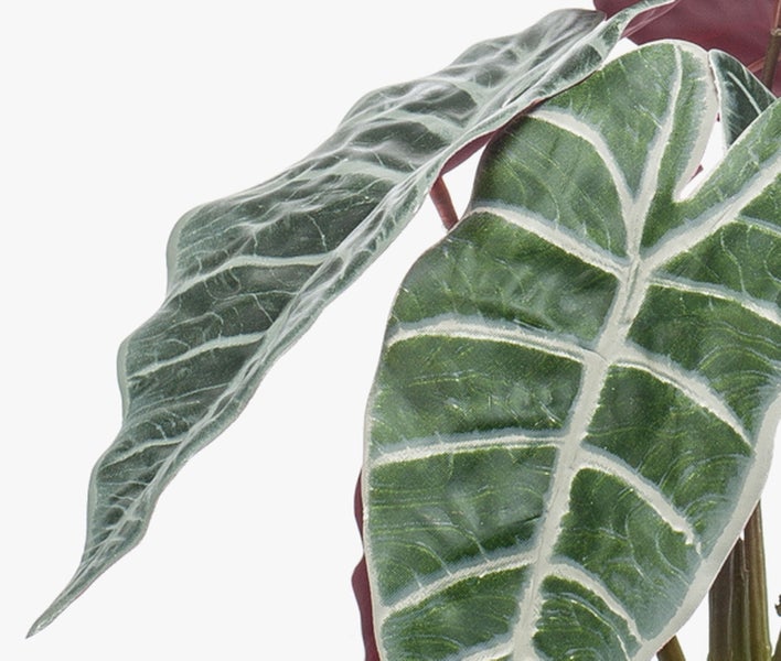 Nahaufnahme einer Alocasia mit dunkelgrünen Blättern und weißen Blattadern.