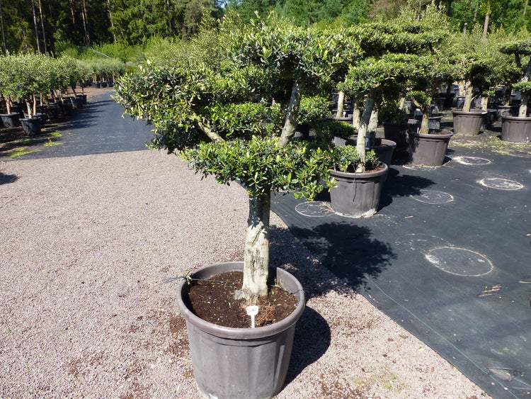 Olivenbaum 4 Pon Pon Bonsai Formgehölz Gartenbonsai Olea europaea Olive winterhart