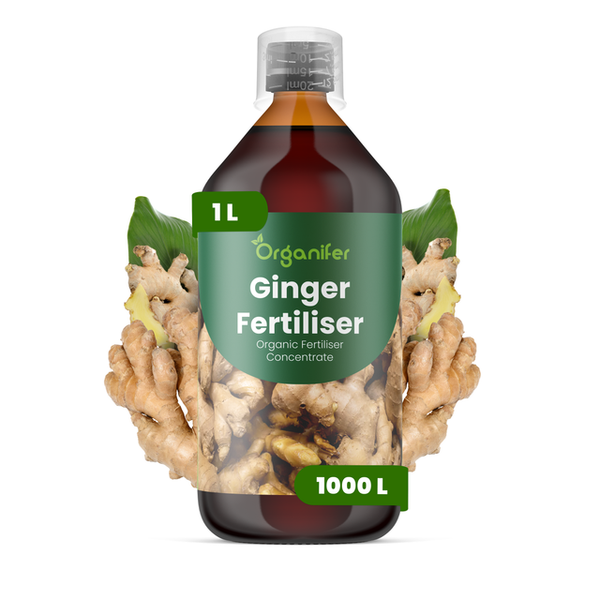 Organifer Ingwer Dünger, 1 Liter organisches Konzentrat für 1000 Liter.