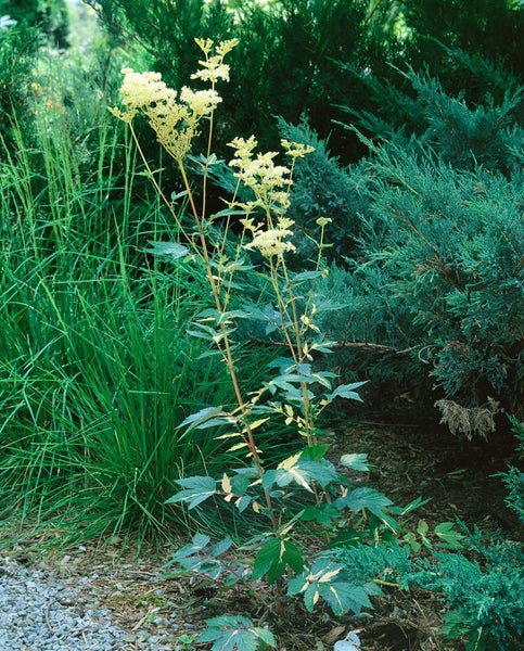 Filipendula ulmaria, Mädesüß, ca. 9x9 cm Topf, duftend