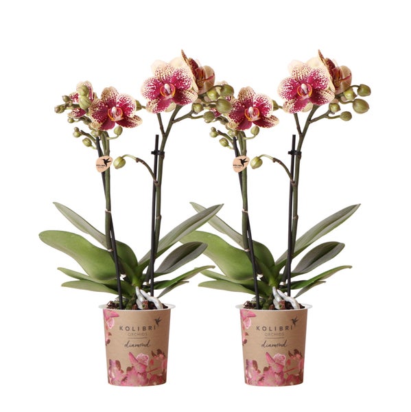 Kolibri Orchids COMBI DEAL von 2 gelben roten Phalaenopsis-Orchideen Spanien Topfgröße 9cm blühende Zimmerpflanze frisch vom Züchter