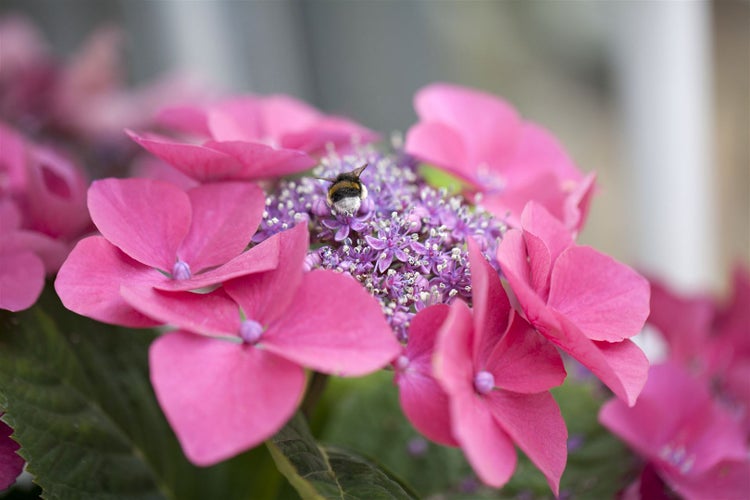 Nahaufnahme einer rosa Hortensienblüte