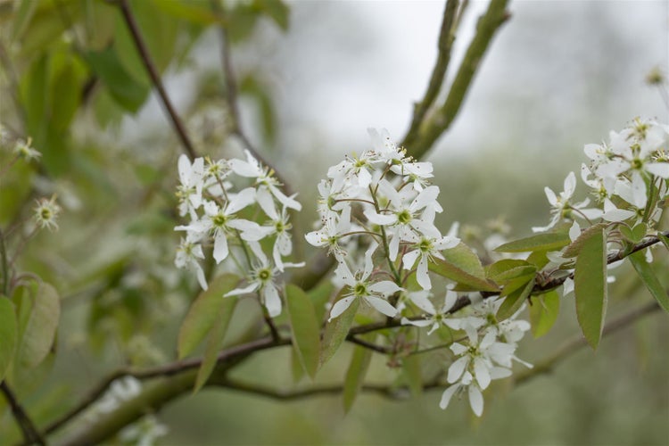 Amelanchier laevis, Kupfer-Felsenbirne, 60–100 cm