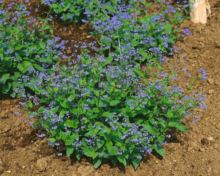Blühende Kaukasusvergissmeinnicht-Pflanze im Gartenbeet