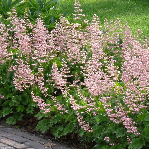 Heuchera mit rosa Blüten im Gartenbeet