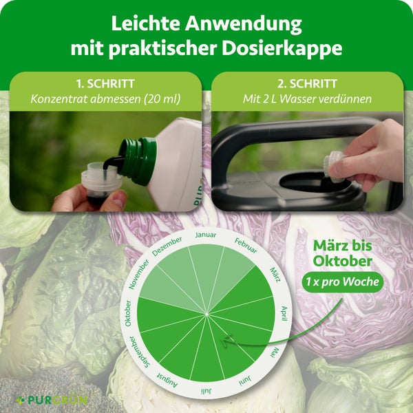 Anwendungsschritte: 20 Milliliter Konzentrat abmessen, mit 2 Litern Wasser verdünnen. Wöchentlich von März bis Oktober anwenden. Purgrün Logo.