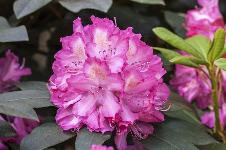 Rhododendron Hybr. 'Junifeuer', leuchtend rot, 30–40 cm