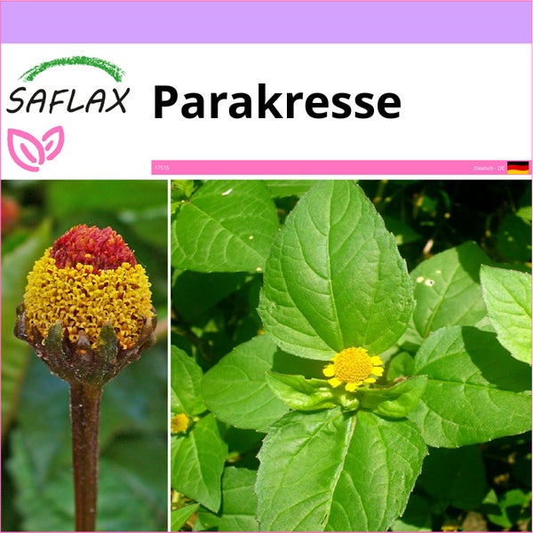 SAFLAX  - Parakresse - Acmella oleracea - 500 Samen