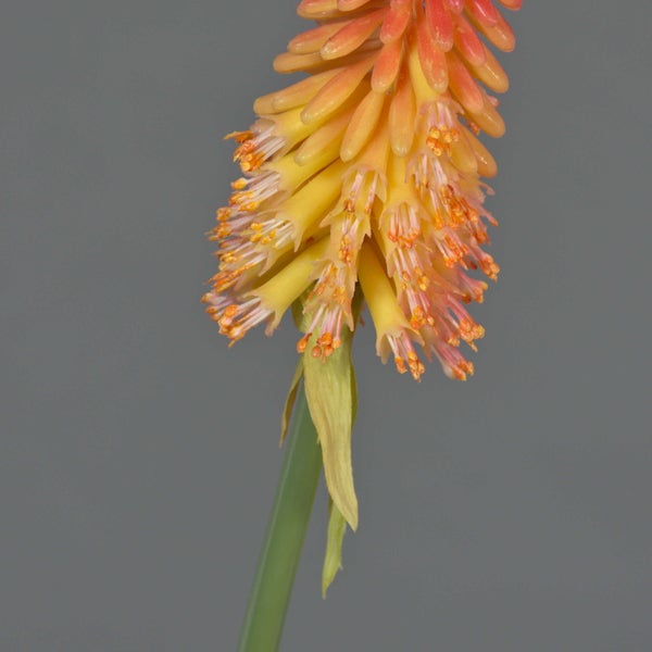 Fackellilie Kniphofia mit orangefarbenen röhrenförmigen Blüten an einem grünen Stängel.