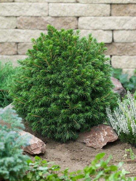 Kissenförmige Zwergfichte im Gartenbeet