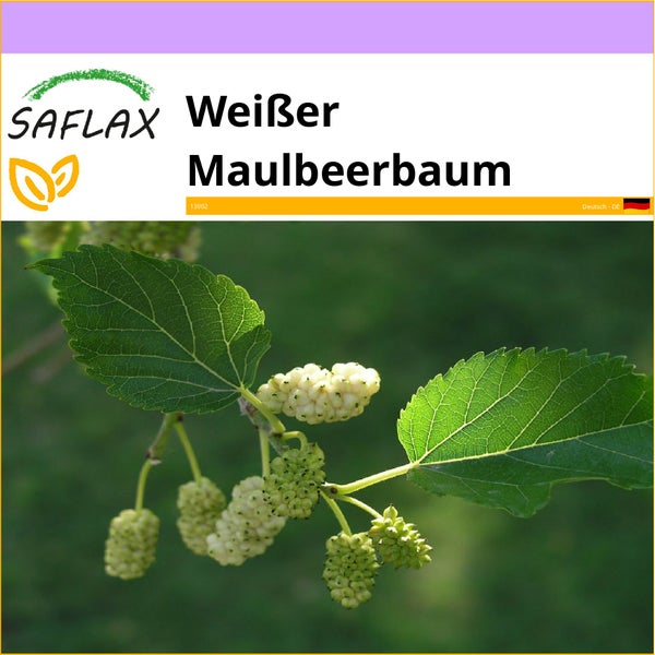 SAFLAX  - Weißer Maulbeerbaum - Morus alba - 200 Samen