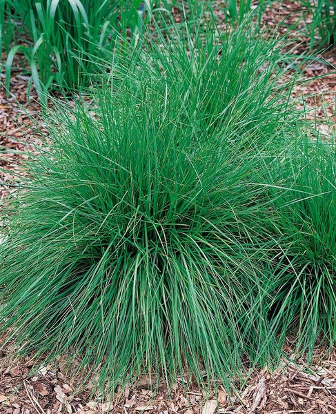 Dekorative Rasenpflanze im Garten.