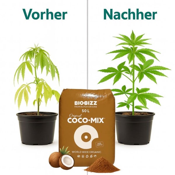 Biobizz Coco-Mix 50 Liter Sack mit Vorher-Nachher-Vergleich einer Pflanze in Töpfen.